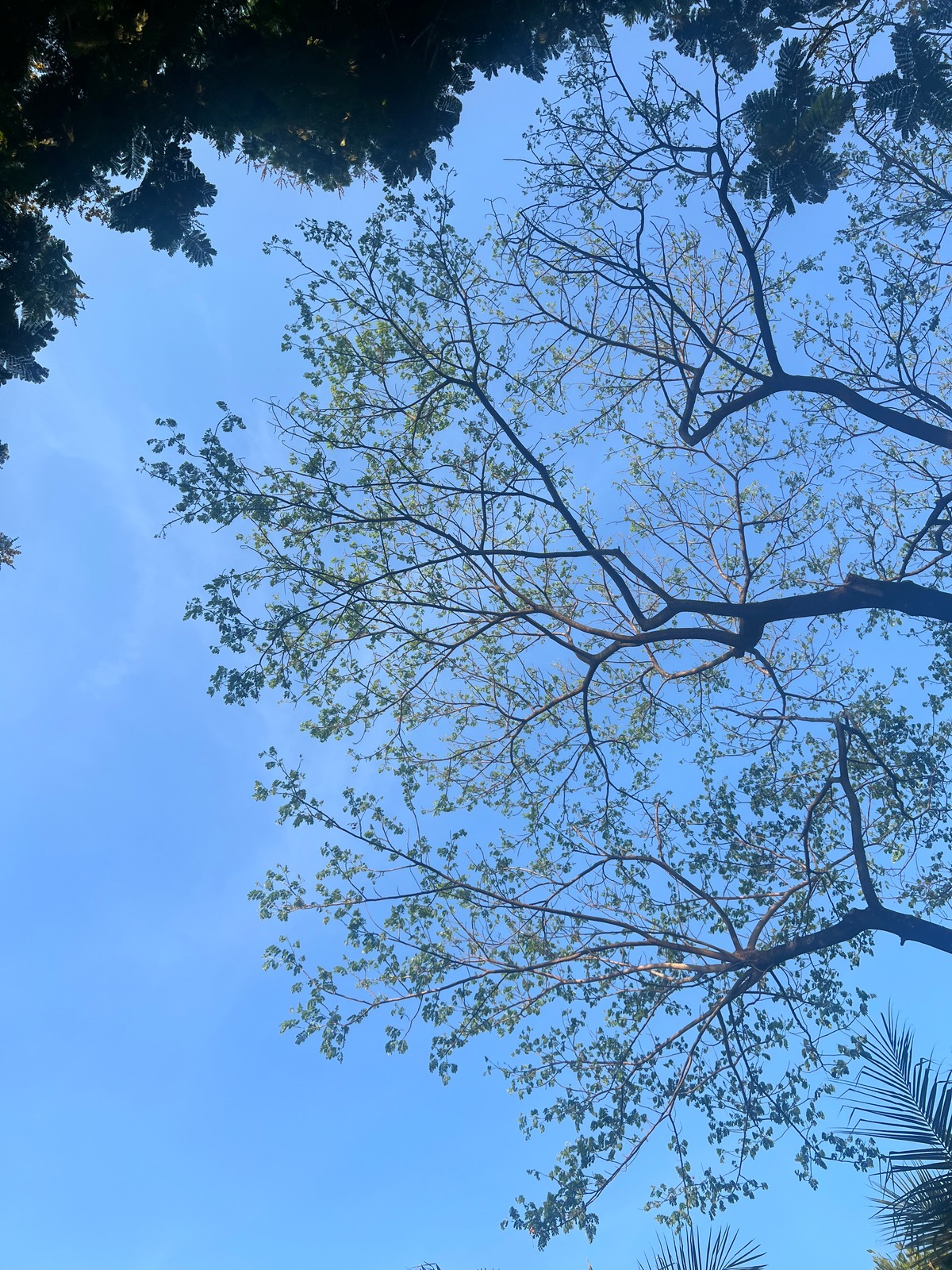 Under the tree and peaceful sky in afternoon.